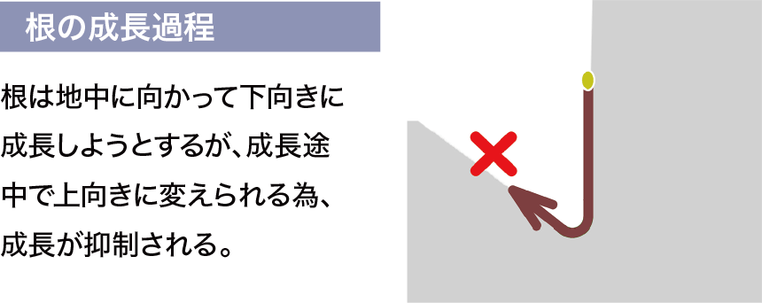 根の成長過程