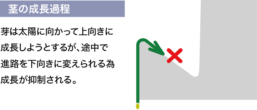 茎の成長過程